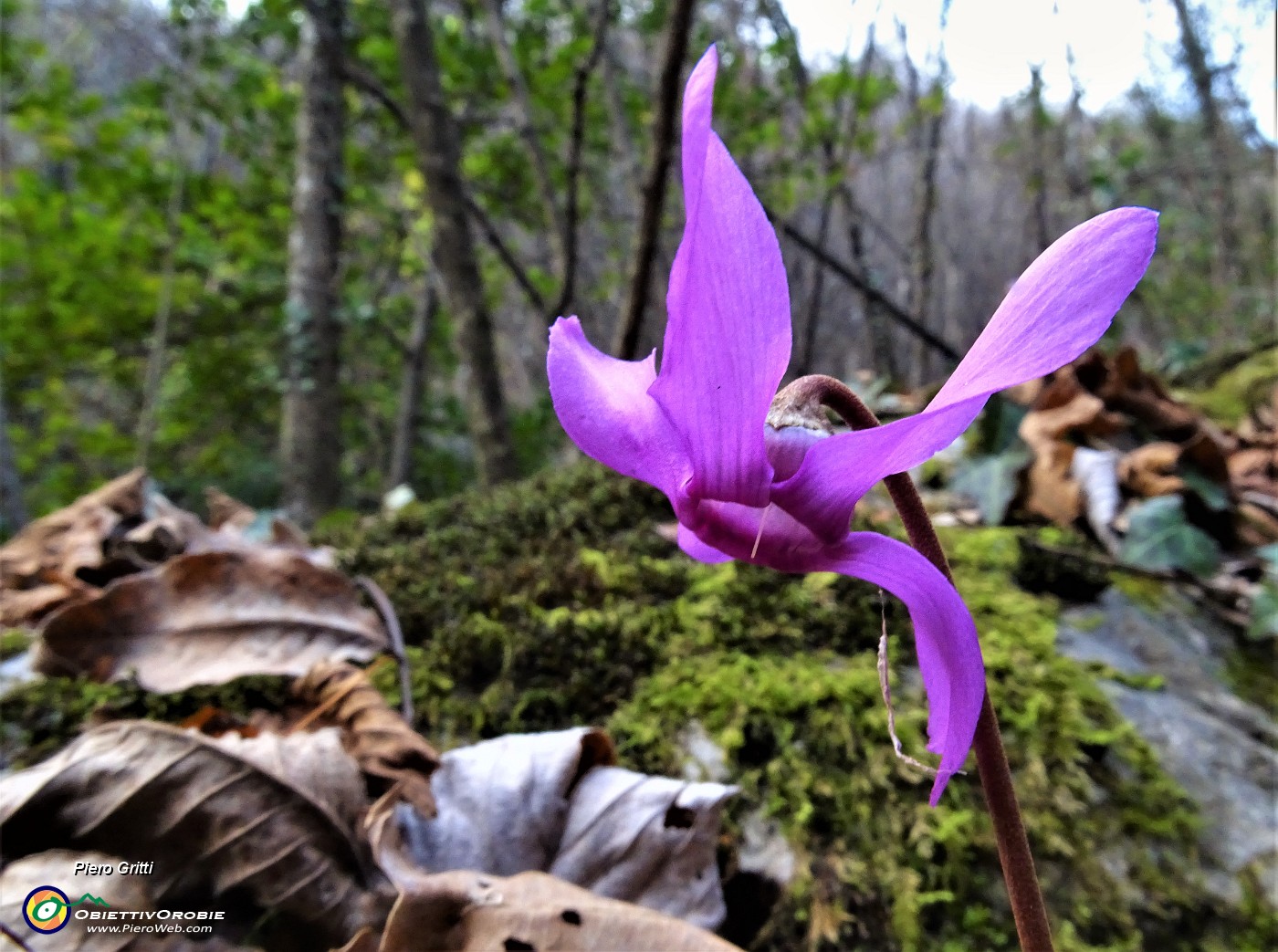 85 Ciclamino in fiore ...fuori stagione !.JPG